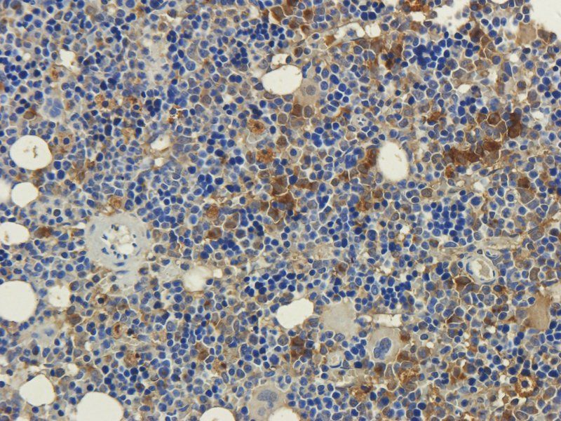 CD3 Rabbit Polyclonal Antibody