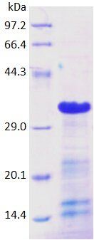 CD3 protein