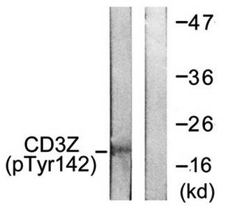 CD3 zeta (phospho-Tyr142) antibody