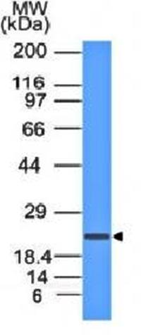 CD3E Antibody