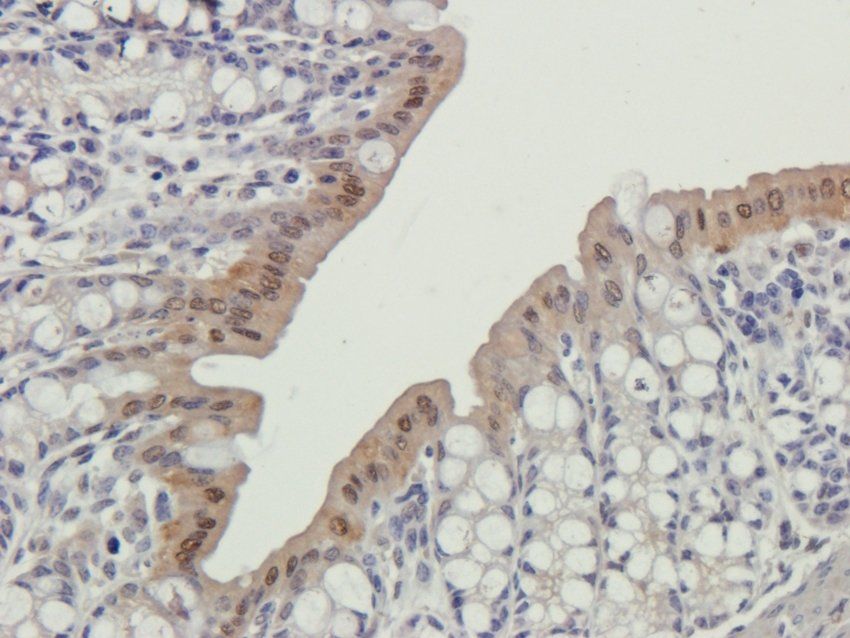 CD3E antibody