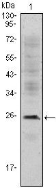 CD3E Antibody