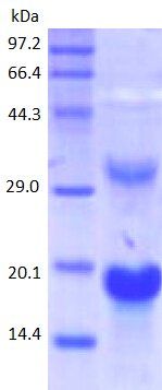 CD3E protein