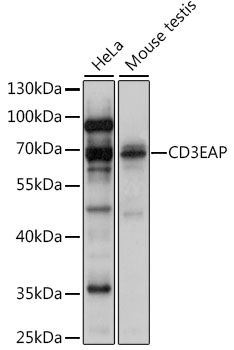 CD3EAP antibody