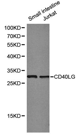 CD40 Ligand antibody