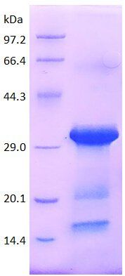 CD40 protein