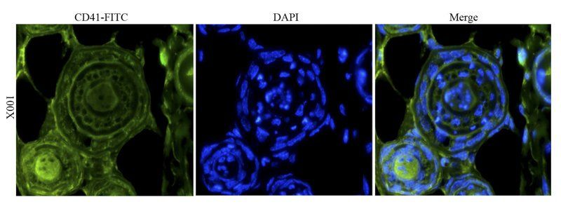 CD41 antibody (FITC)