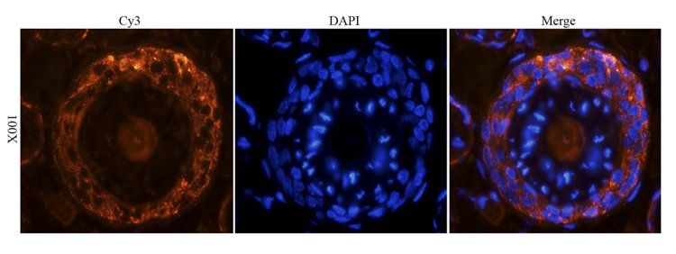 CD41 Rabbit Polyclonal Antibody