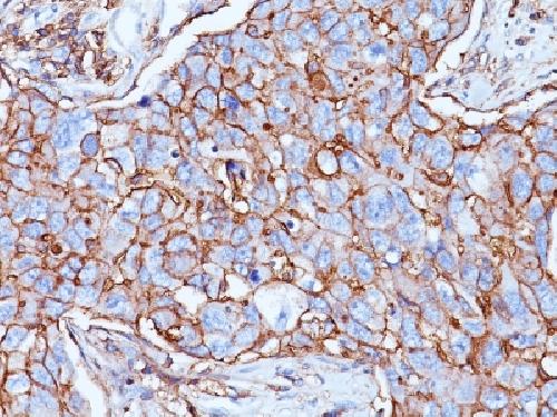 CD44 Antibody