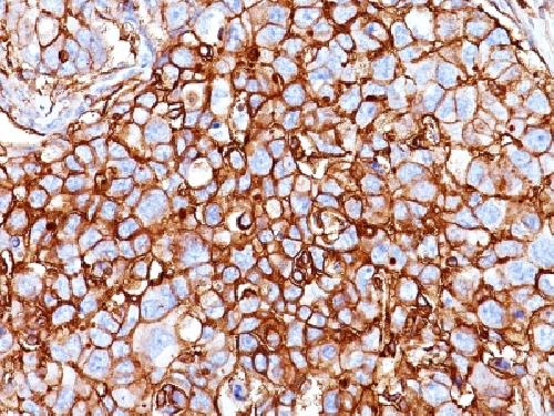 CD44 Antibody