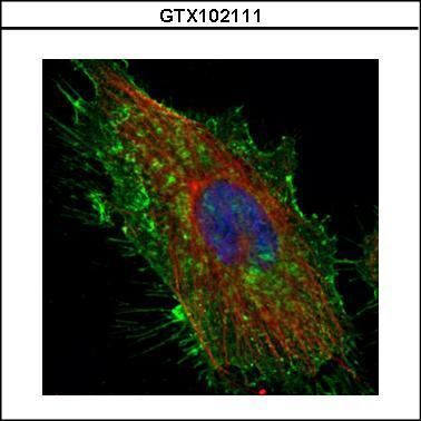 CD44 molecule (Indian blood group) Antibody