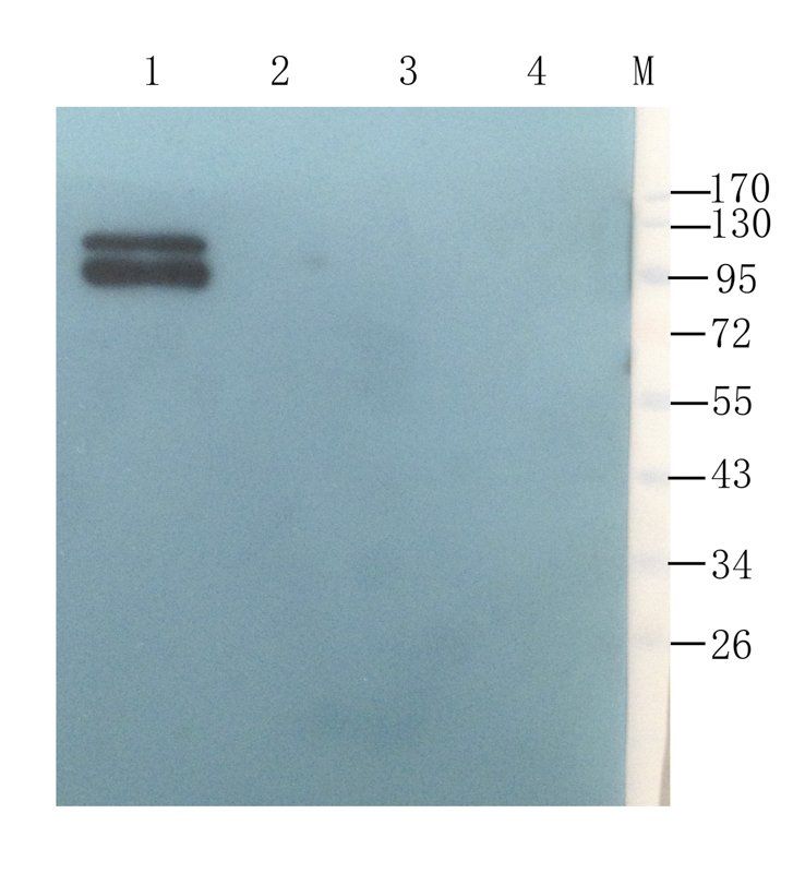 CD44 antibody