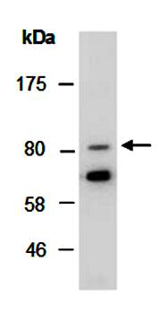 CD44 antibody