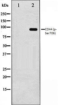 CD44 (phospho-Ser706) antibody