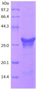 CD44 protein