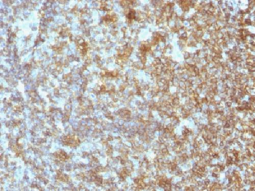 CD45 antibody