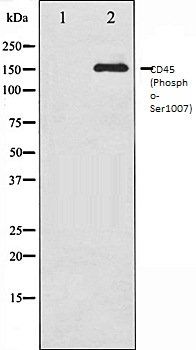 CD45 (Phospho-Ser1007) antibody