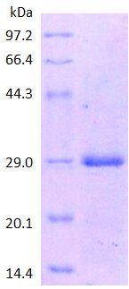 CD45 protein