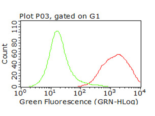 CD47 Antibody