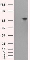 CD47 antibody