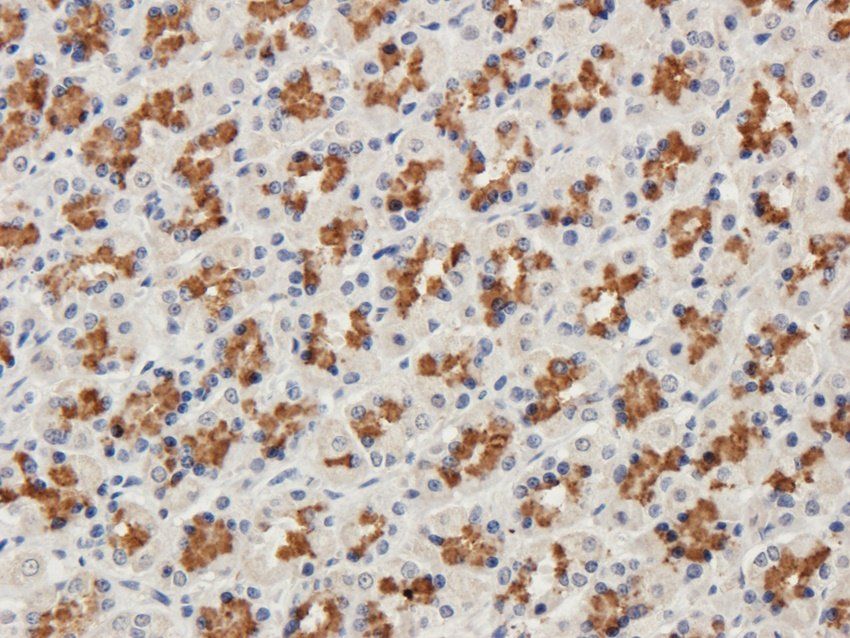 CD47 antibody