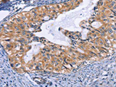 CD47 Antibody
