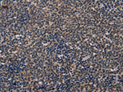 CD47 Antibody