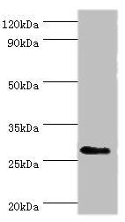 CD48 antibody