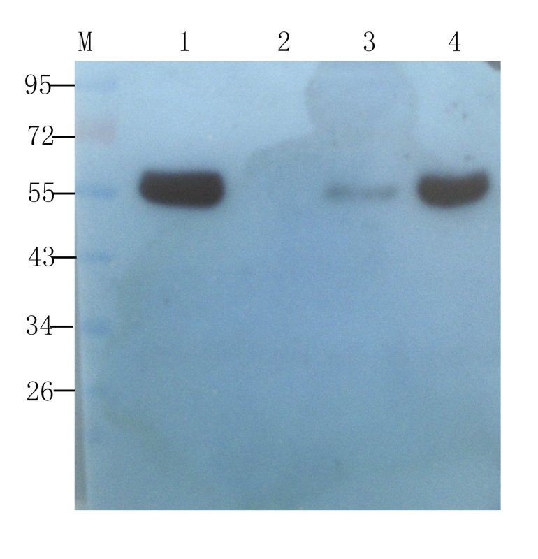 CD4 antibody