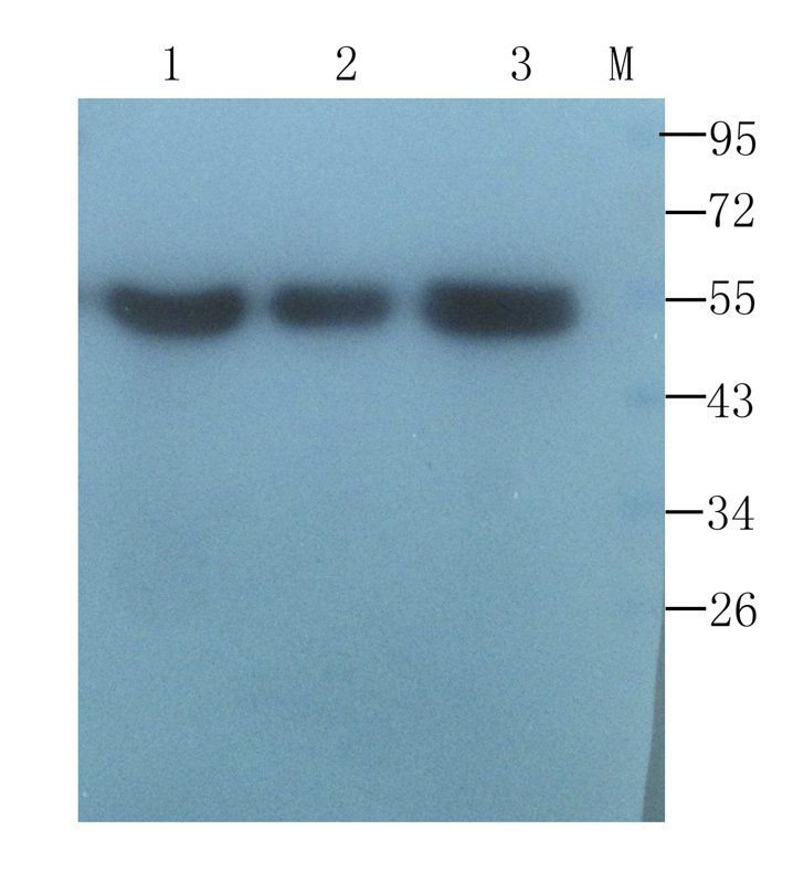 CD4 Rabbit Polyclonal Antibody