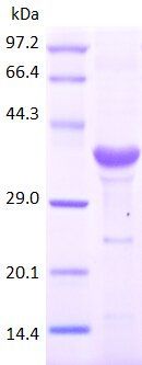 CD4 protein