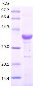CD4 protein