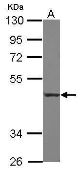 CD55 Rabbit Polyclonal Antibody