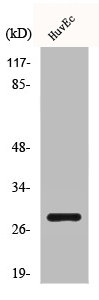 CD58 antibody