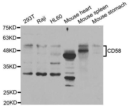 CD58 antibody