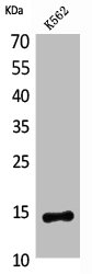 CD59 Antibody