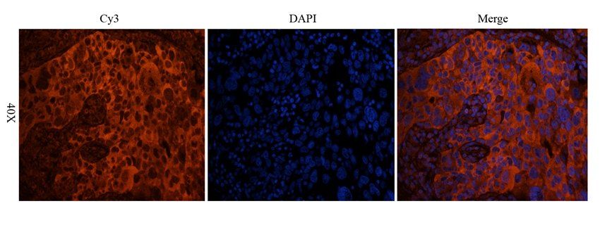 CD62P antibody