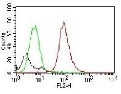 CD63 (Late Endosomes Marker) Antibody