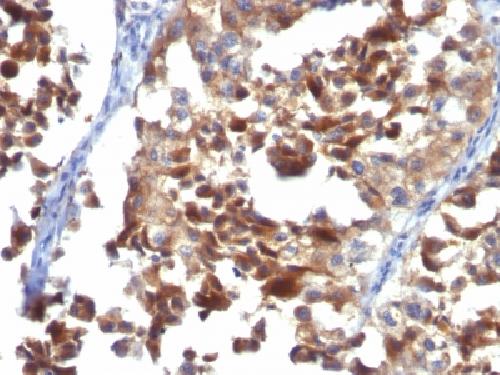 CD63 Antibody