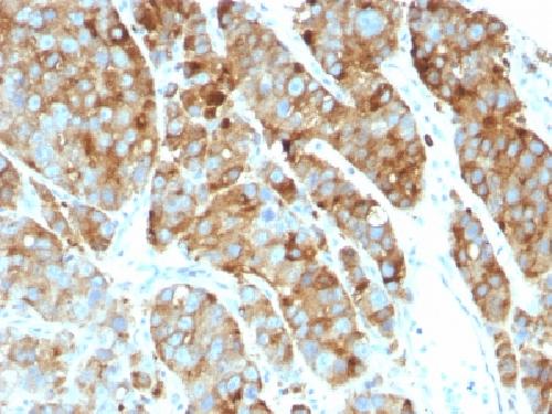 CD63 Antibody