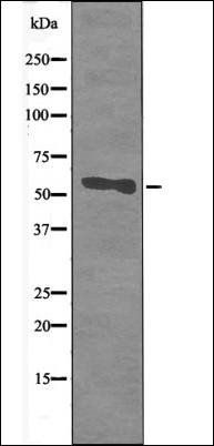 CD66/CEACAM1 (Phospho-Ser508) antibody