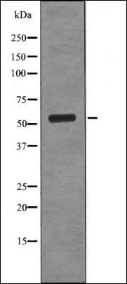 CD66 (Phospho-Ser508) antibody