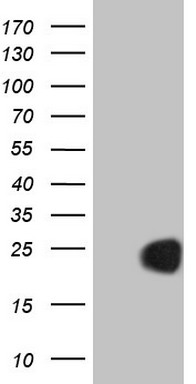 CD68 Antibody