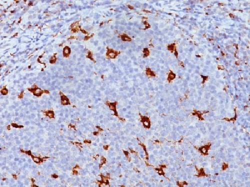 CD68 (Macrophage Marker) Antibody