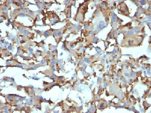 CD68 antibody