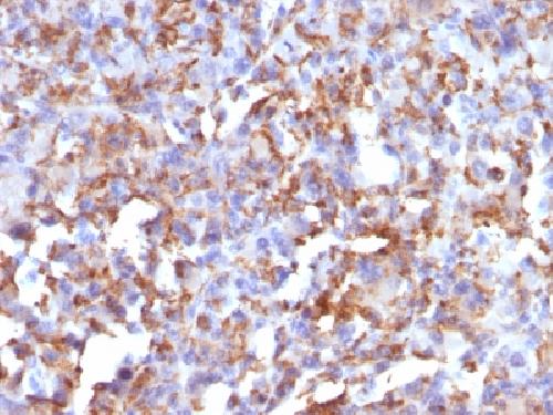 CD68 antibody