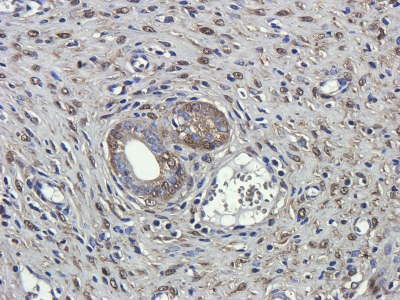 CD68 Rabbit Polyclonal Antibody