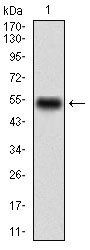 CD68 Antibody