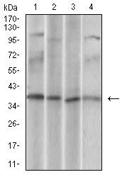 CD68 Antibody