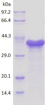 CD68 protein